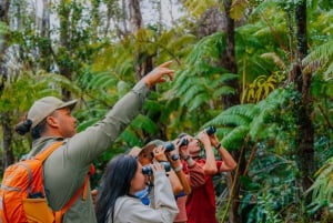 Big Island: Native Bird Watching & Hiking Tour