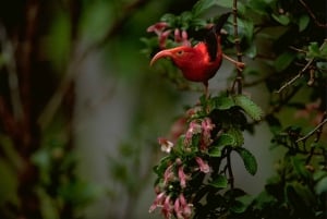Big Island: Native Bird Watching & Hiking Tour