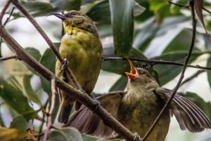 Big Island: tour di osservazione degli uccelli nativi ed escursionismo