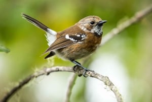 Big Island: tour di osservazione degli uccelli nativi ed escursionismo