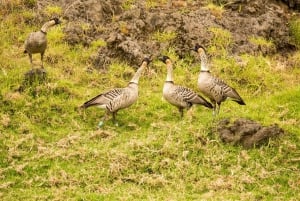 Big Island: tour di osservazione degli uccelli nativi ed escursionismo