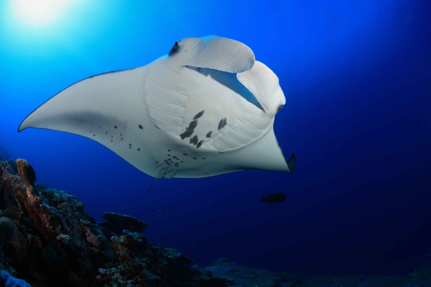 big island manta ray snorkel
