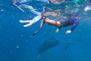 Big Island: Snorkel with Manta Rays - Manta Guarantee