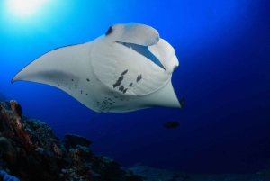 Den store ø: Snorkel med Manta Rays - Manta Guarantee