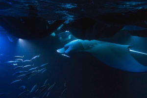 Den store ø: Snorkel med Manta Rays - Manta Guarantee