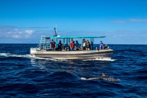Big Island: South Kona Snorkeling and Coastline Exploration