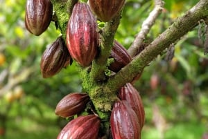 Big Island: Volcano, Chocolate & Waterfall Adventure