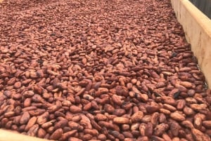 Big Island: Volcano, Chocolate & Waterfall Adventure