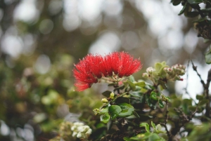 Big Island: excursão em grupo a vulcões, cascatas e café