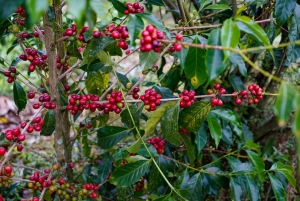 Big Island: excursão em grupo a vulcões, cascatas e café