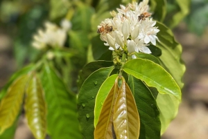 Big Island: excursão em grupo a vulcões, cascatas e café