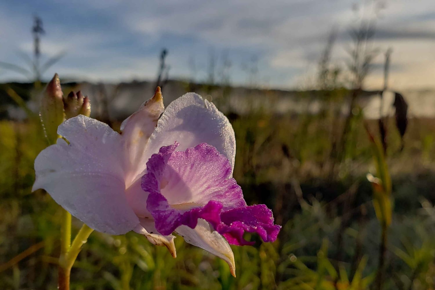 Iso saari: Iso Island: Volcanoes National Park Yksityinen kiertoajelu