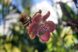 Big Island: Wasserfall-Tour mit Schwimmen und Botanischer Garten