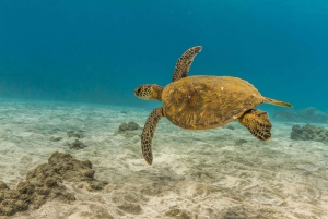 Maui: Snorkeläventyr på eftermiddagen med Captain's Call