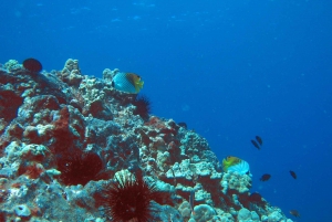 Maui: Aventura de mergulho com snorkel à tarde no Captain's Call