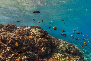 Maui: Snorkeläventyr på eftermiddagen med Captain's Call