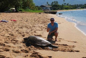 Circle Island: Svøm med skildpadder og udforsk paradisiske Oahu