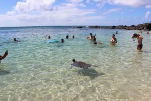 Circle Island: Svøm med skildpadder og udforsk paradisiske Oahu