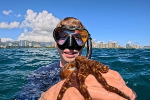 Honolulu: Crociera deluxe Waikiki con snorkeling e fauna selvatica