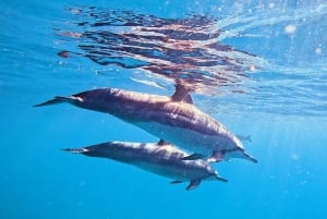 Honolulu: Crociera deluxe Waikiki con snorkeling e fauna selvatica