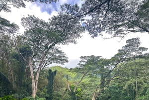 Diamond Head Manoa vattenfall