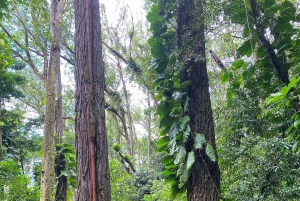 Diamond Head Manoa vattenfall