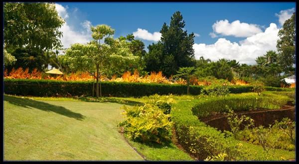 Dole Plantation