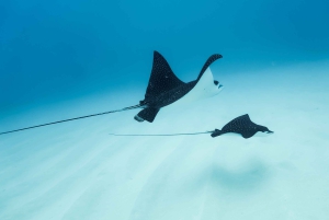 Delfinudflugt med snorkling og grill i Kona, Big Island