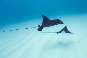 Delfinudflugt med snorkling og grill i Kona, Big Island