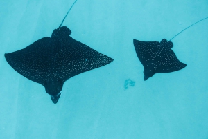 Delfinudflugt med snorkling og grill i Kona, Big Island