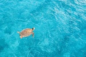 Delfinudflugt med snorkling og grill i Kona, Big Island