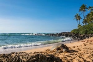 Explore Oahu in a Polaris Slingshot