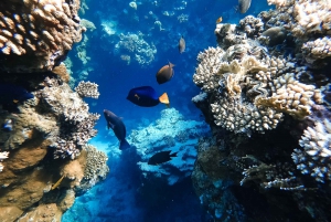 From Hawaii: Eco-Friendly Snorkeling Experience with BBQ