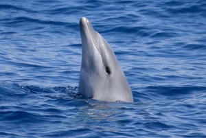 Fra Hawaii: Miljøvenlig snorkleoplevelse med grill