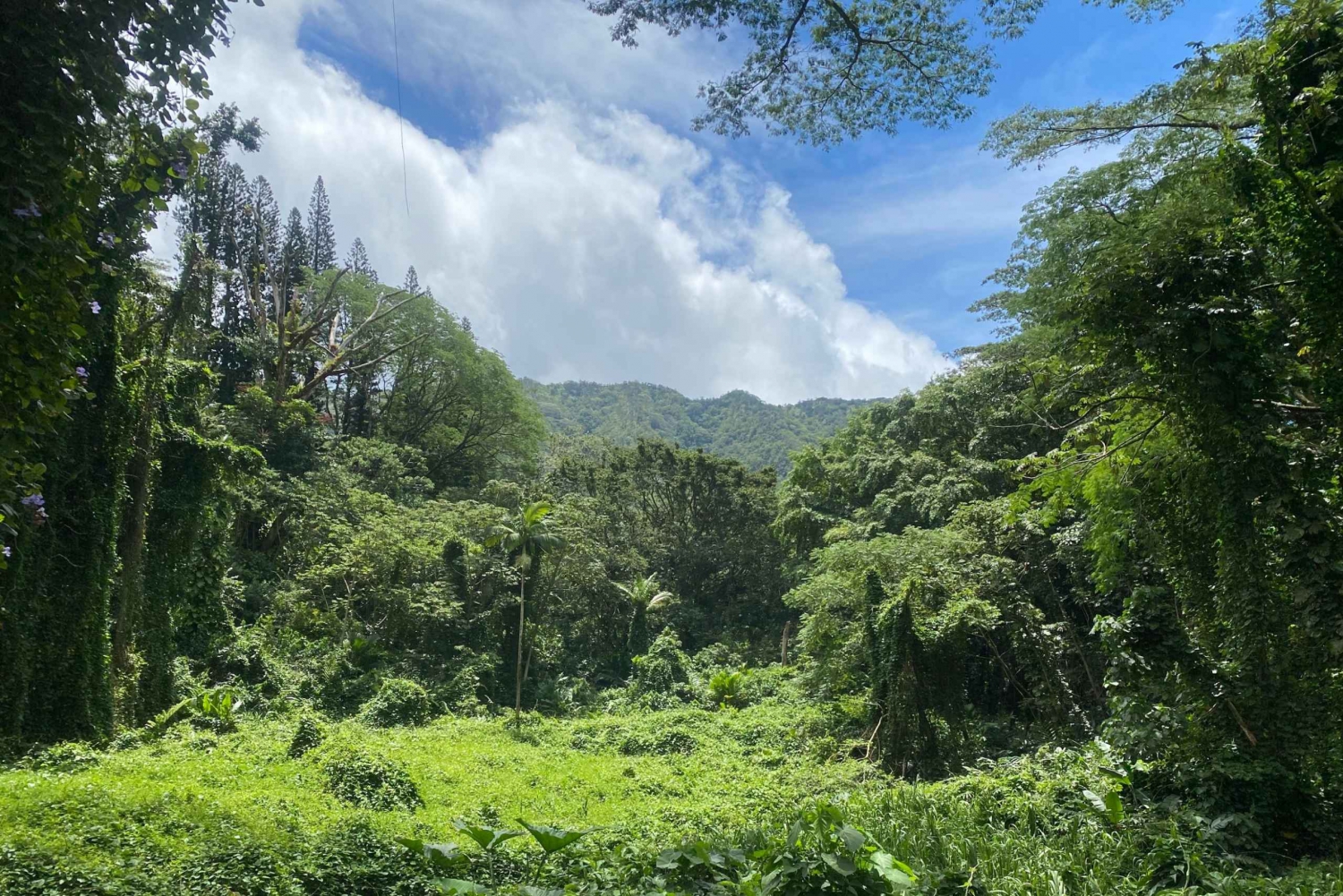 From Honolulu: Best Mānoa Falls Trail Hiking Shuttle