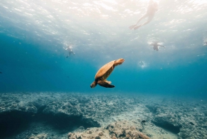 Discovering Deep & Swimming with Turtles in Waikiki