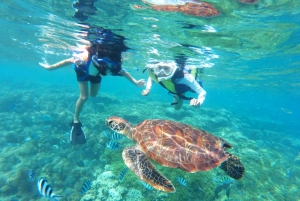 Honolulu: Turtle Snorkeling Tour