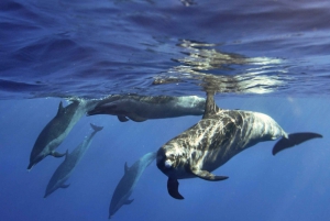 From Honolulu: West Shore Dolphins, Rum, and Caves Tour