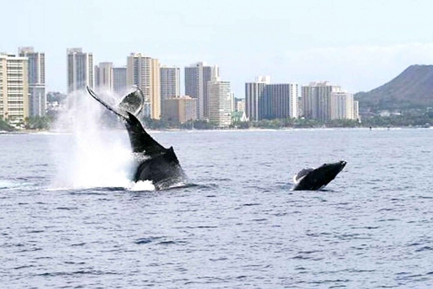 Honolulu: Whale Watching Cruise W/pick-up and drop-off