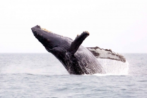 Honolulu: Whale Watching Cruise W/pick-up and drop-off