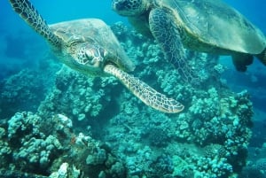 Z Kaanapali: Popołudniowy snorkeling w zachodnim Maui z napojami