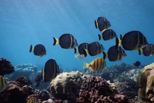 Z Kaanapali: Popołudniowy snorkeling w zachodnim Maui z napojami