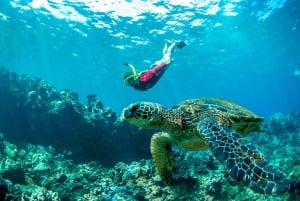 Depuis Ka'anapali : West Maui visite d'une demi-journée avec tuba et nourriture