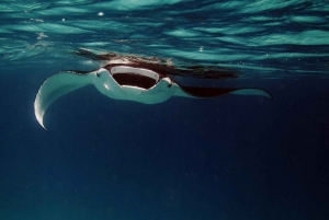 Desde la Bahía de Keauhou: Tour nocturno de Manta Rayas