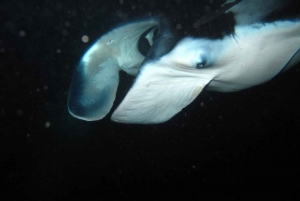 Desde la Bahía de Keauhou: Tour nocturno de Manta Rayas