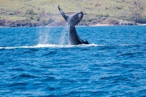 Vanuit Lahaina: walvisspotten tijdens het gouden uur aan boord van Alihilani