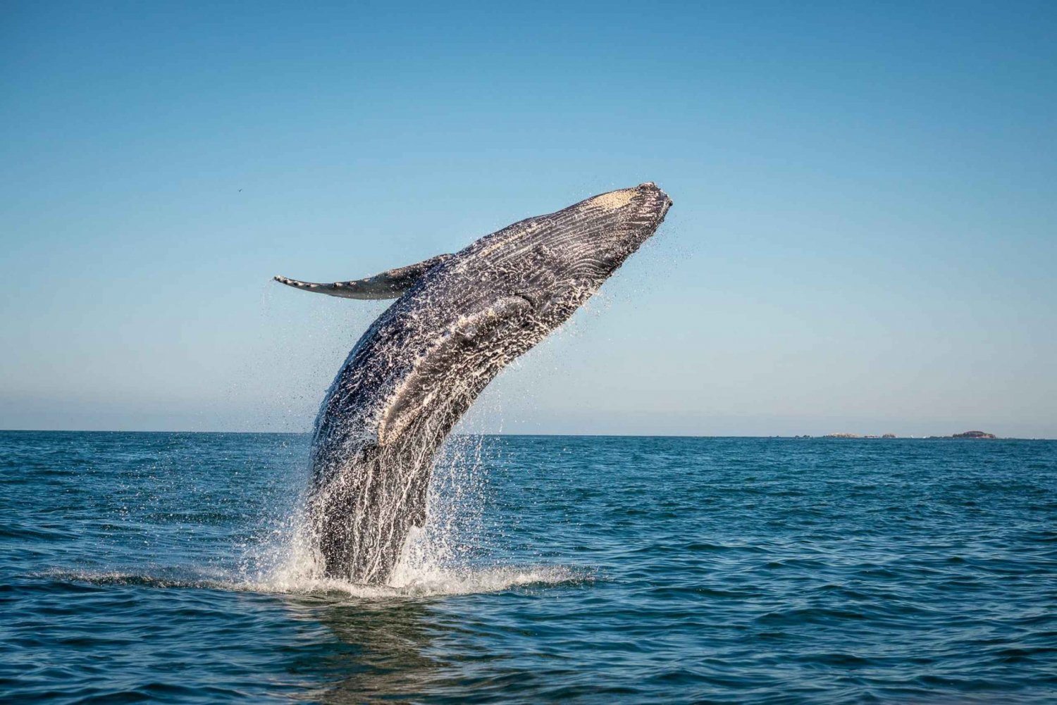 Au départ de Ma'alaea : Après-midi d'observation des baleines à bord du Malolo