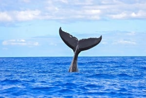 Au départ de Ma'alaea : Après-midi d'observation des baleines à bord du Malolo