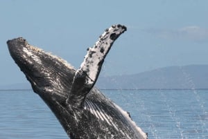 Au départ de Ma'alaea : Après-midi d'observation des baleines à bord du Malolo