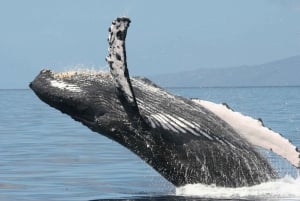 Au départ de Ma'alaea : Après-midi d'observation des baleines à bord du Malolo